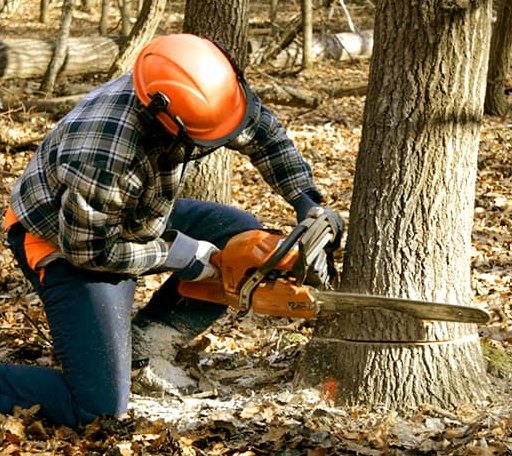 Tree Removal in Lolita, TX